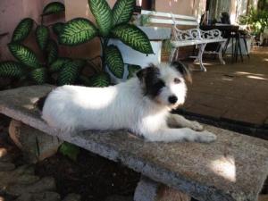 Rescued, November 2014!! Senor Tobias, resident CL pet.